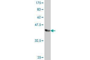 Western Blot detection against Immunogen (37. (FBXO16 antibody  (AA 1-100))