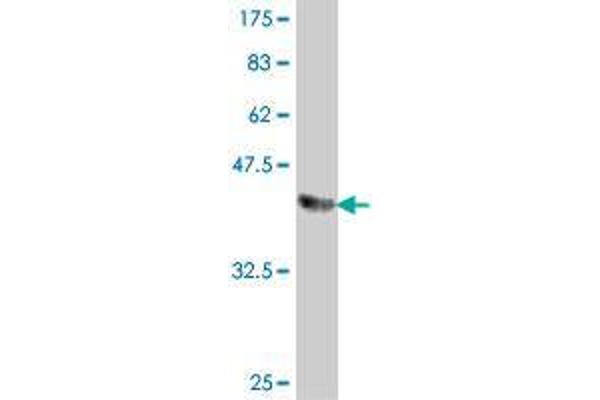 FBXO16 antibody  (AA 1-100)