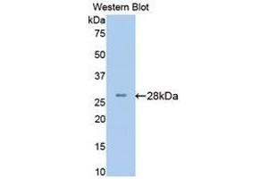 Western Blotting (WB) image for anti-Brain-Derived Neurotrophic Factor (BDNF) (AA 20-252) antibody (ABIN3209745) (BDNF antibody  (AA 20-252))