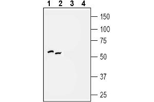 Western blot analysis of rat (lanes 1 and 3) and mouse (lanes 2 and 4) brain membranes:  - 1, 2. (P2Y2 Receptor antibody  (3rd Intracellular Loop))