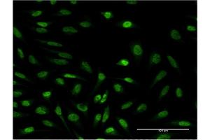 Immunofluorescence of monoclonal antibody to SUPT4H1 on HeLa cell. (SUPT4H antibody  (AA 18-117))