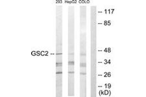 Western blot analysis of extracts from 293/HepG2/COLO205 cells, using GSC2 Antibody. (GSC2 antibody  (AA 131-180))