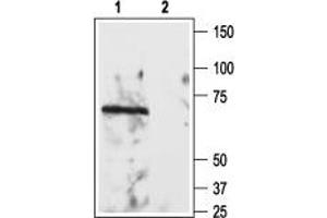 Western blot analysis of rat brain lysate: - 1. (RTN4R antibody  (Extracellular))