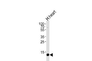 Western blot analysis of lysate from human heart tissue lysate, using FABP3 Antibody (N-term) (ABIN390431 and ABIN2840816). (FABP3 antibody  (N-Term))