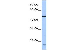 Western Blotting (WB) image for anti-Zinc Finger Protein 764 (ZNF764) antibody (ABIN2458207)