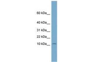 Image no. 1 for anti-NOP10 Ribonucleoprotein Homolog (Nop10) (N-Term) antibody (ABIN6744156) (Nop10 antibody  (N-Term))