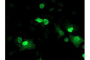 Anti-LENG1 mouse monoclonal antibody (ABIN2454735) immunofluorescent staining of COS7 cells transiently transfected by pCMV6-ENTRY LENG1 (RC204931). (Leng1 antibody)