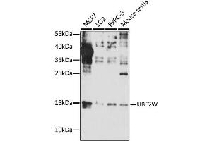 Western blot analysis of extracts of various cell lines, using UBE2W antibody (ABIN7271182) at 1:1000 dilution. (UBE2W antibody  (AA 40-110))