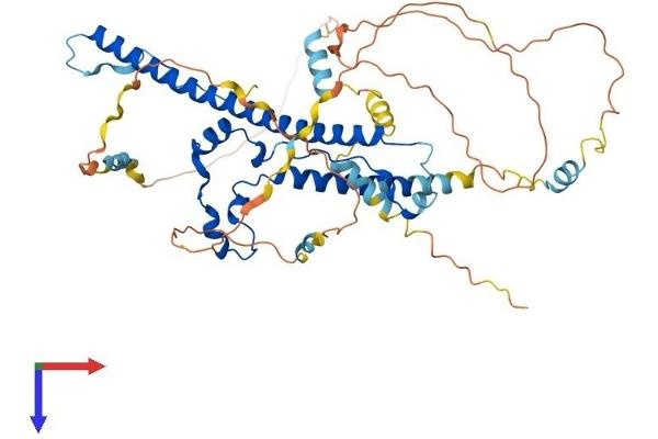 WASF3 Protein (AA 1-502) (His tag)