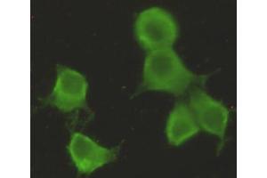 Immunocytochemistry stain of Hela using CHRDL1 mouse mAb (1:300). (CHRDL1 antibody)