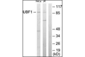 Western blot analysis of extracts from HeLa/Jurkat cells, using UBF1 Antibody . (UBTF antibody  (Internal Region))