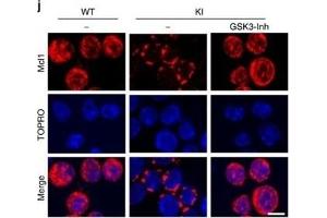 Immunofluorescence (Cultured Cells) (IF (cc)) image for anti-Induced Myeloid Leukemia Cell Differentiation Protein Mcl-1 (MCL1) (Internal Region) antibody (ABIN6657786)