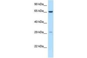 Image no. 1 for anti-Osteoclast Associated Receptor (OSCAR) (C-Term) antibody (ABIN6748009) (OSCAR antibody  (C-Term))