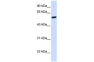 NELF antibody used at 1 ug/ml to detect target protein. (NMDA Receptor Synaptonuclear Signaling and Neuronal Migration Factor (NSMF) (N-Term) antibody)