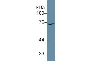 Western Blotting (WB) image for anti-Apolipoprotein H (Beta-2-Glycoprotein I) (APOH) (AA 21-345) antibody (ABIN7431614)