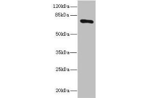 Western blot All lanes: SLCO2B1 antibody at 1.