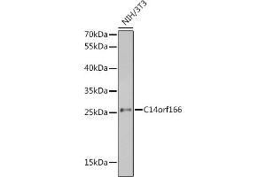 Western blot analysis of extracts of NIH/3T3 cells, using C14orf166 antibody (ABIN6127699, ABIN6137728, ABIN6137729 and ABIN6220257) at 1:1000 dilution. (C14orf166 antibody  (AA 1-244))
