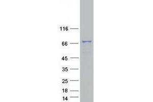Validation with Western Blot (C15ORF52 Protein (Myc-DYKDDDDK Tag))