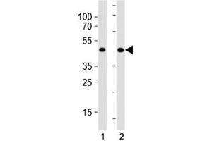 MyoD antibody western blot analysis in (1) HeLa cell line and (2) human placenta tissue lysate. (MYOD1 antibody  (AA 211-240))