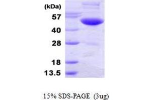 SDS-PAGE (SDS) image for Ubiquitin-Like Modifier Activating Enzyme 3 (UBA3) (AA 1-463) protein (His tag) (ABIN667686) (UBA3 Protein (AA 1-463) (His tag))