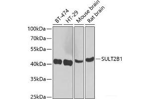 Western blot analysis of extracts of various cell lines using SULT2B1 Polyclonal Antibody at dilution of 1:1000. (SULT2B1 antibody)