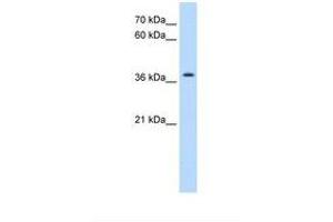 Image no. 1 for anti-Transmembrane Protein 30A (TMEM30A) (AA 108-157) antibody (ABIN6738355) (TMEM30A antibody  (AA 108-157))