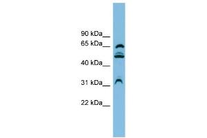 WB Suggested Anti-WDR1 Antibody Titration: 0. (WDR1 antibody  (N-Term))