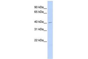 Image no. 1 for anti-N-Acylethanolamine Acid Amidase (NAAA) (AA 216-265) antibody (ABIN6740917) (NAAA antibody  (AA 216-265))