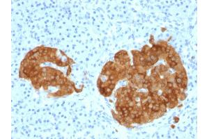 Formalin-fixed, paraffin-embedded human Pancreas stained with GAD2 (GAD65) Mouse Monoclonal Antibody (GAD2/1960). (GAD65 antibody  (AA 6-99))