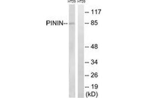 Western Blotting (WB) image for anti-Pinin, Desmosome Associated Protein (PNN) (AA 211-260) antibody (ABIN2890507) (PNN antibody  (AA 211-260))