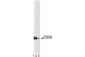 Western blot analysis of Rap1 on a Jurkat cell lysate. (RAP1 antibody  (AA 1-184))