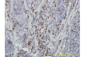 Image no. 1 for anti-Ankyrin Repeat and SOCS Box Containing 9 (ASB9) (AA 1-253) antibody (ABIN466270) (ASB9 antibody  (AA 1-253))