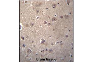 SNX4 Antibody (C-term) (ABIN656781 and ABIN2845999) immunohistochemistry analysis in formalin fixed and paraffin embedded human brain tissue followed by peroxidase conjugation of the secondary antibody and DAB staining. (Sorting Nexin 4 antibody  (C-Term))