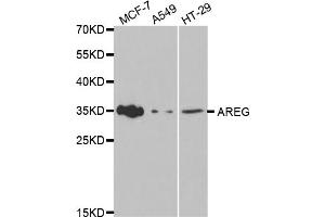 Western blot analysis of extracts of various cell lines, using AREG antibody (ABIN5970955) at 1/1000 dilution. (Amphiregulin antibody)