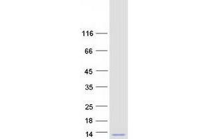 Validation with Western Blot (GNGT2 Protein (Myc-DYKDDDDK Tag))