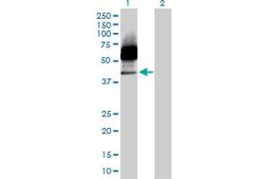 Western Blot analysis of CD33 expression in transfected 293T cell line by CD33 MaxPab polyclonal antibody. (CD33 antibody  (AA 1-364))