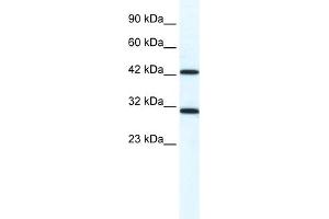 WB Suggested Anti-DDX39 Antibody Titration:  1. (DDX39 antibody  (N-Term))