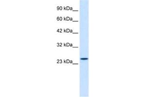 Western Blotting (WB) image for anti-Zinc Finger Protein 22 (ZNF22) antibody (ABIN2461059) (Zinc Finger Protein 22 antibody)
