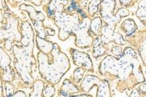 Immunohistochemistry analysis of paraffin-embedded human placenta using,PLAP (ABIN7075090) at dilution of 1: 400 (PLAP antibody)