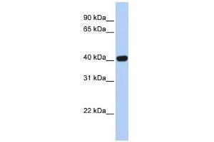 CXADR antibody used at 1 ug/ml to detect target protein. (Coxsackie Adenovirus Receptor antibody  (N-Term))