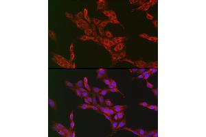 Immunofluorescence (IF) image for anti-Autophagy Related 12 (ATG12) (AA 1-74) antibody (ABIN7265789)