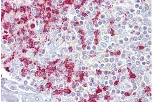 Anti-RGS2 antibody IHC staining of human spleen. (RGS2 antibody  (AA 51-100))