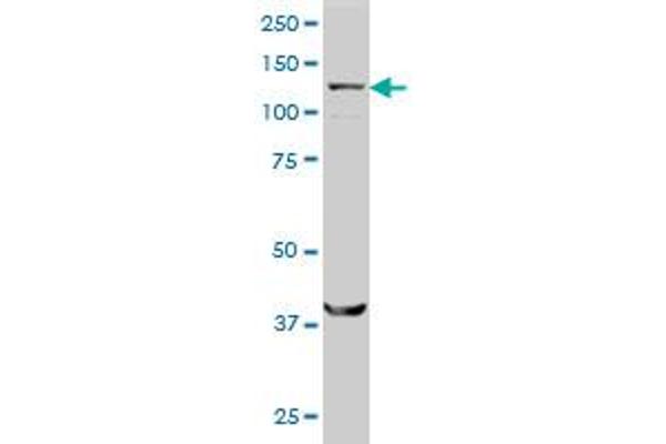 SMC6 antibody  (AA 1-110)