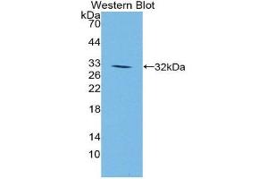 Western Blotting (WB) image for anti-Jagged 1 (JAG1) (AA 826-1084) antibody (ABIN1859517)