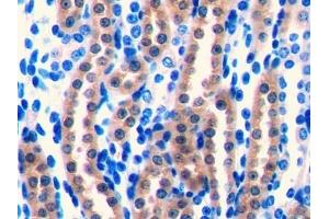 Detection of FGF1 in Mouse Kidney Tissue using Polyclonal Antibody to Fibroblast Growth Factor 1, Acidic (FGF1) (FGF1 antibody  (AA 16-155))