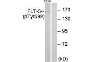 Western blot analysis of extracts from COS7 cells treated with EGF 200ng/ml 30', using FLT3 (Phospho-Tyr599) Antibody. (FLT3 antibody  (pTyr599))