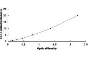 SLC26A8 ELISA Kit