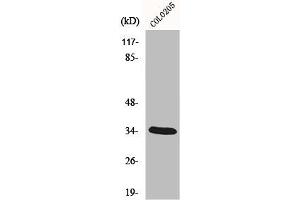 Western Blot analysis of COLO205 cells using MOX-2 Polyclonal Antibody (MEOX2 antibody  (Internal Region))