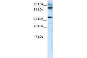 WB Suggested Anti-MANSC1 Antibody Titration:  0. (MANSC1 antibody  (N-Term))