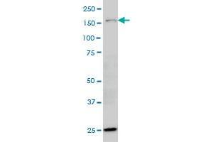 HYOU1 antibody  (AA 901-999)